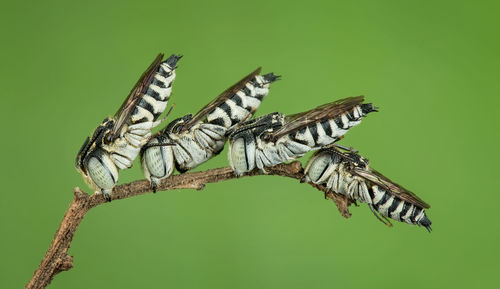 Close-up of butterfly on leaf