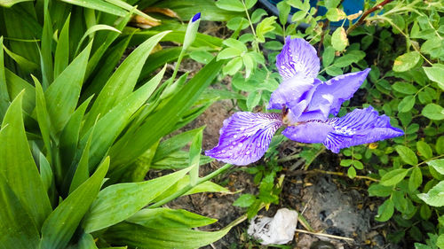 High angle view of purple crocus flowers blooming outdoors
