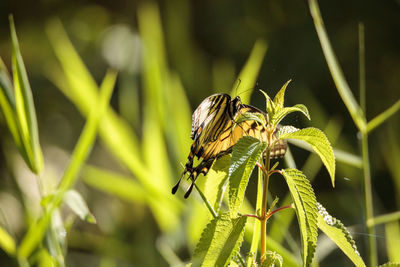 Tiger swallowtail butterfly papilio glaucus perches its striped body and yellow wings on a tree 