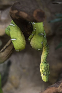 Close-up of snake on leaf