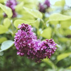 Close-up of purple flower blooming outdoors