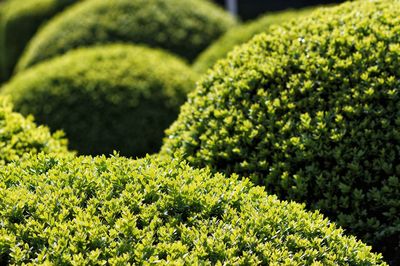 Close-up of boxwood bushes in amstelpark during sunlight