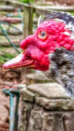 Close-up of a rooster