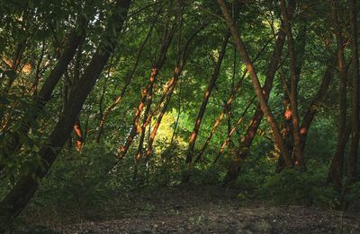 Trees in forest