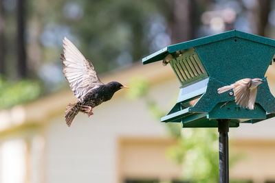 Close-up of birds flying