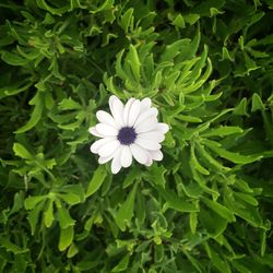 Close-up of white flowers