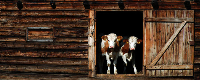 Panoramic view of cows standing at entrance of barn