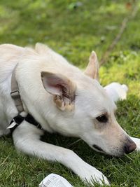 Close-up of dog lying on field