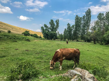 Sheep grazing in a field