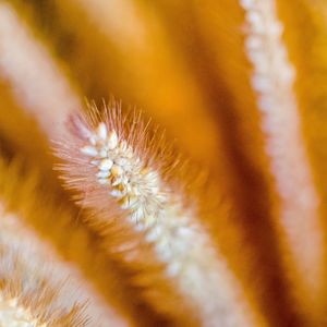 Macro shot of yellow flowering plant