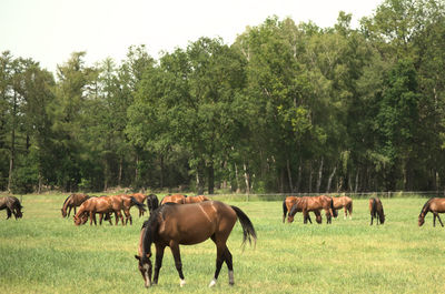 Horses grazing in a field