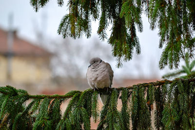 Close-up of an eurasian collared dove sitting on a fir branch. streptopelia decaocto.
