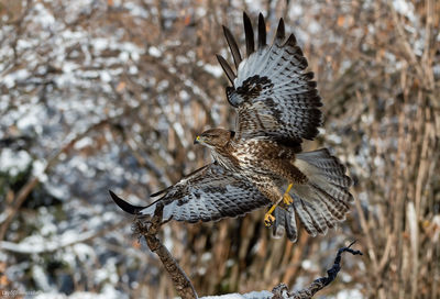 Close-up of bird