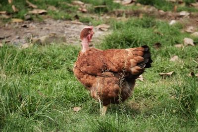 Close-up of rooster on field