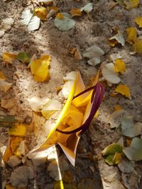 Close-up of yellow flowers