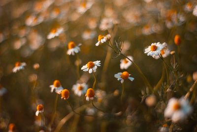 Close-up of white daisy flowers on field