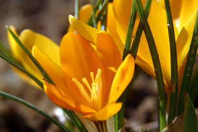 Close-up of yellow flowering plant