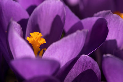 Close-up of purple crocus flower