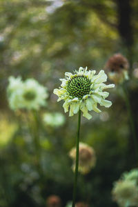 Close-up of flowering plant