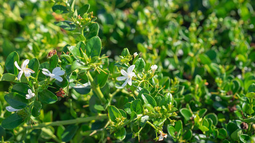 Close-up of white flowering plants