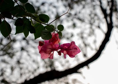 Low angle view of pink flowering plant