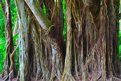 Full frame shot of tree trunk