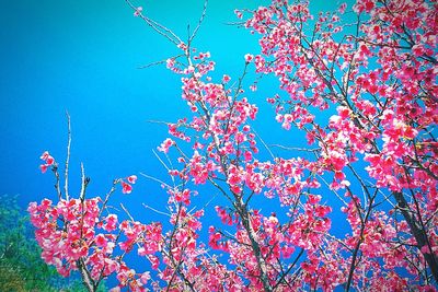 Low angle view of cherry blossom against blue sky