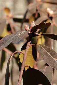 Close-up of insect on plant