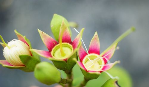 Close-up of flowering plant