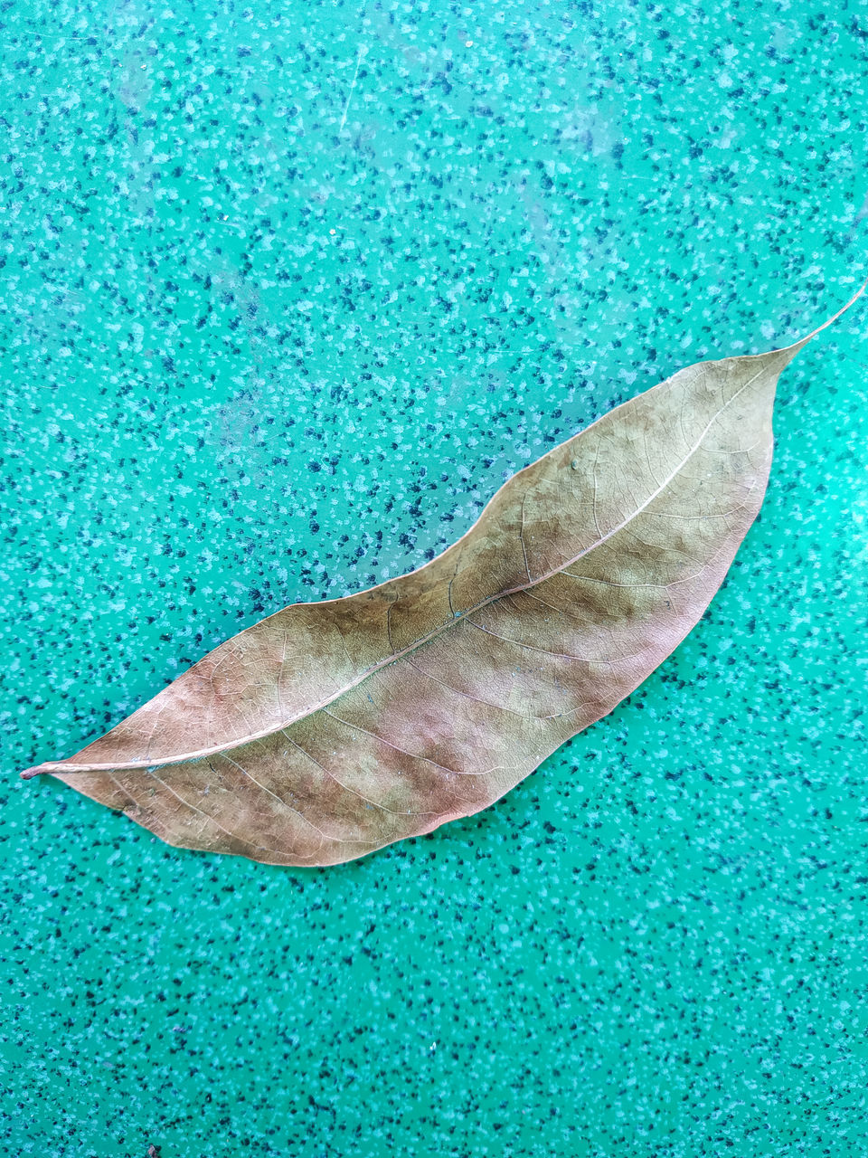 HIGH ANGLE VIEW OF DRY LEAF IN WATER