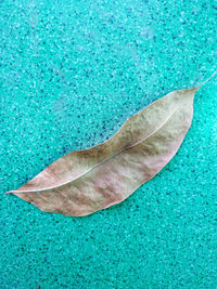 High angle view of leaf floating on water