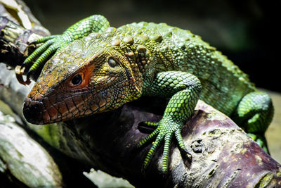 Close-up of lizard