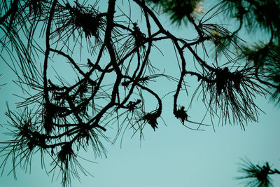Low angle view of insect flying against clear sky