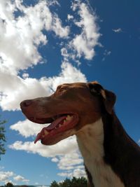 Low angle view of dog against sky