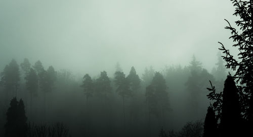 Trees in forest against sky