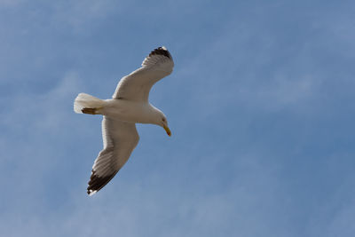 Low angle view of seagull flying in sky