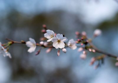 Close-up of white cherry blossoms in spring