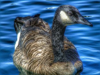 Close-up of duck in water