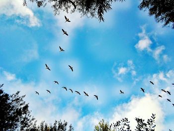 Low angle view of birds flying against sky