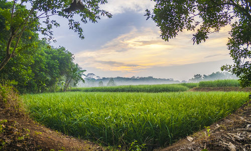Scenic view of field against sky