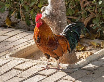 Close-up of rooster