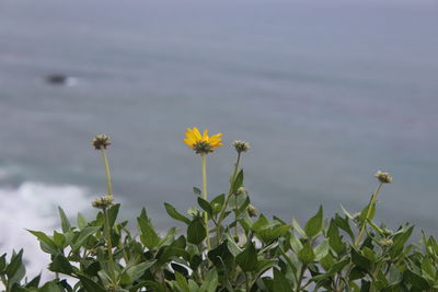 Close-up of flowers blooming on field against sky