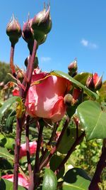 Close-up of pink flowers blooming on tree