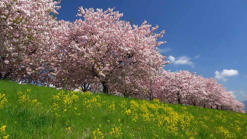 Pink cherry blossoms on field against sky