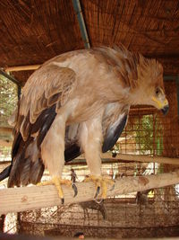 Close-up of bird perching on wood