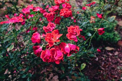 Close-up of pink flowering plants