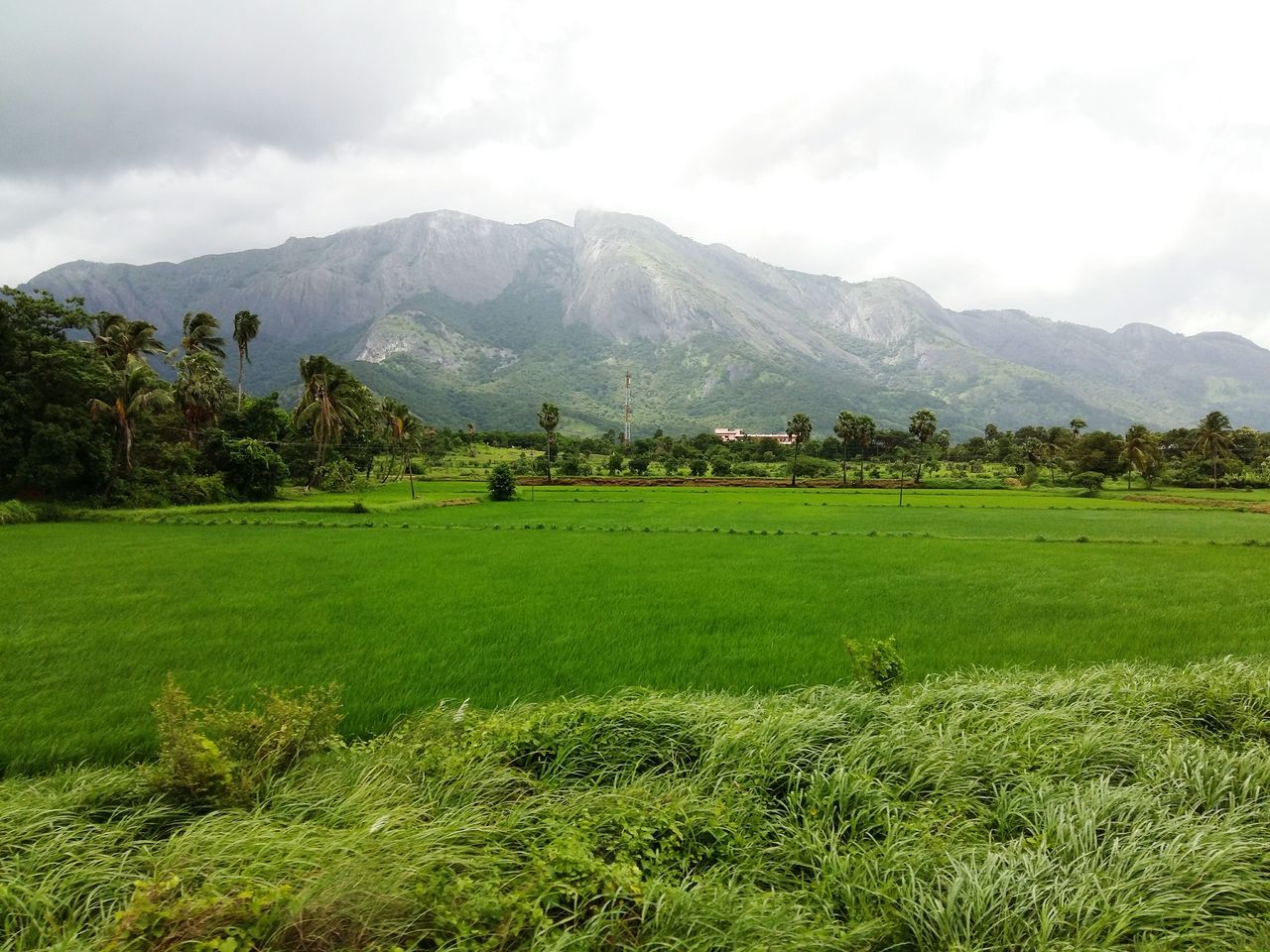 mountain, tranquil scene, tranquility, scenics, landscape, grass, green color, beauty in nature, mountain range, sky, cloud - sky, field, nature, growth, non-urban scene, rural scene, agriculture, grassy, farm, outdoors, no people, cloudy, green, cultivated land, solitude, farmland