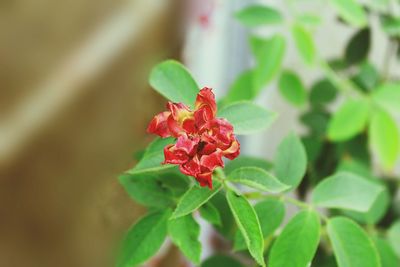 Close-up of red flowering plant