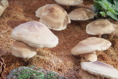 Close-up of mushrooms