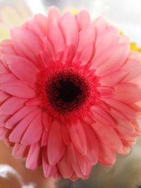 Close-up of pink daisy flower